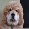 Щенки от пары Брайн х Ютера